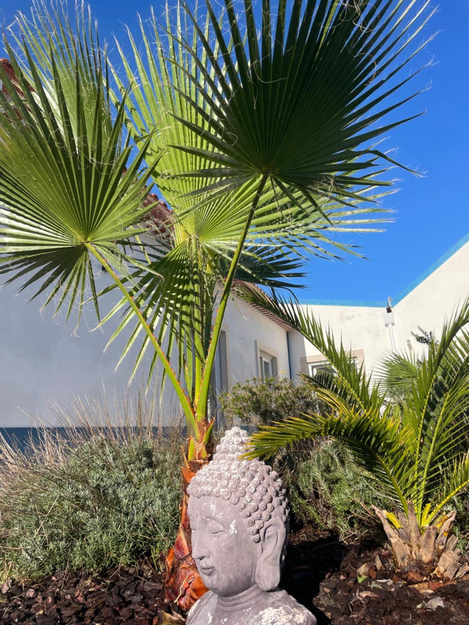 Joia Da Casa House With Private Pool Villa Sobral  Exterior foto